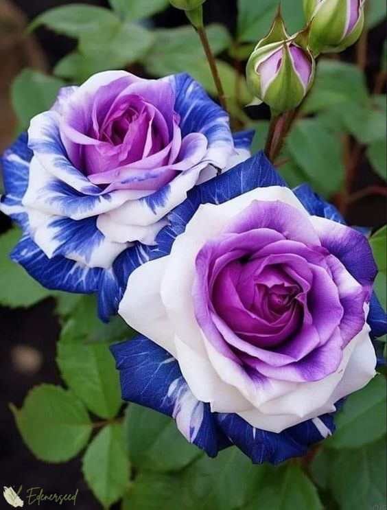 💜💙PURPLE BLUE ROSE SEEDS