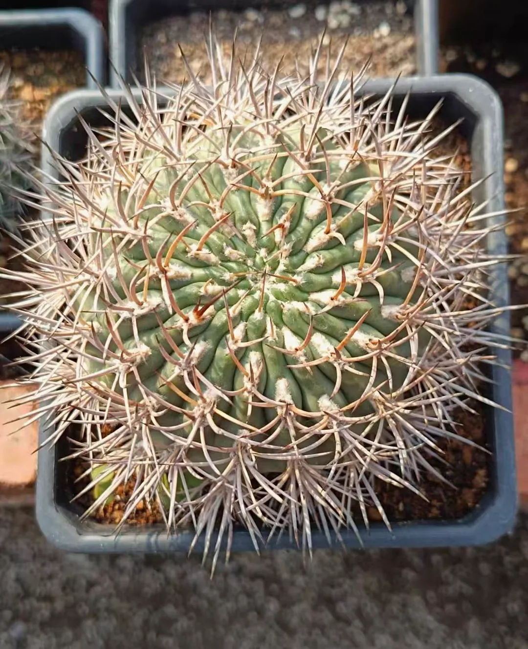 plant Aeonium Echeveria Haworthia  Caudex  Lithops Cactus  Agave 
