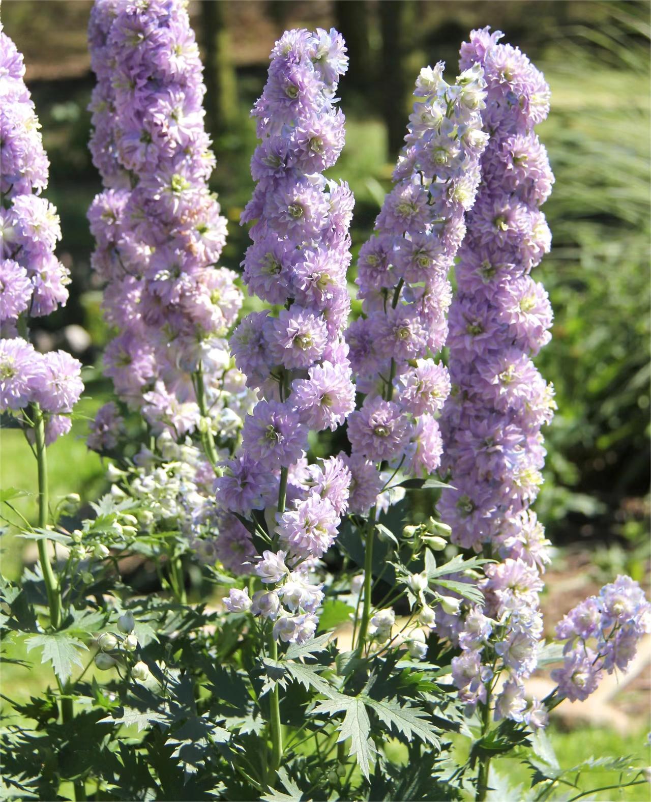 Delphinium Seeds-Mixed 7 Colors