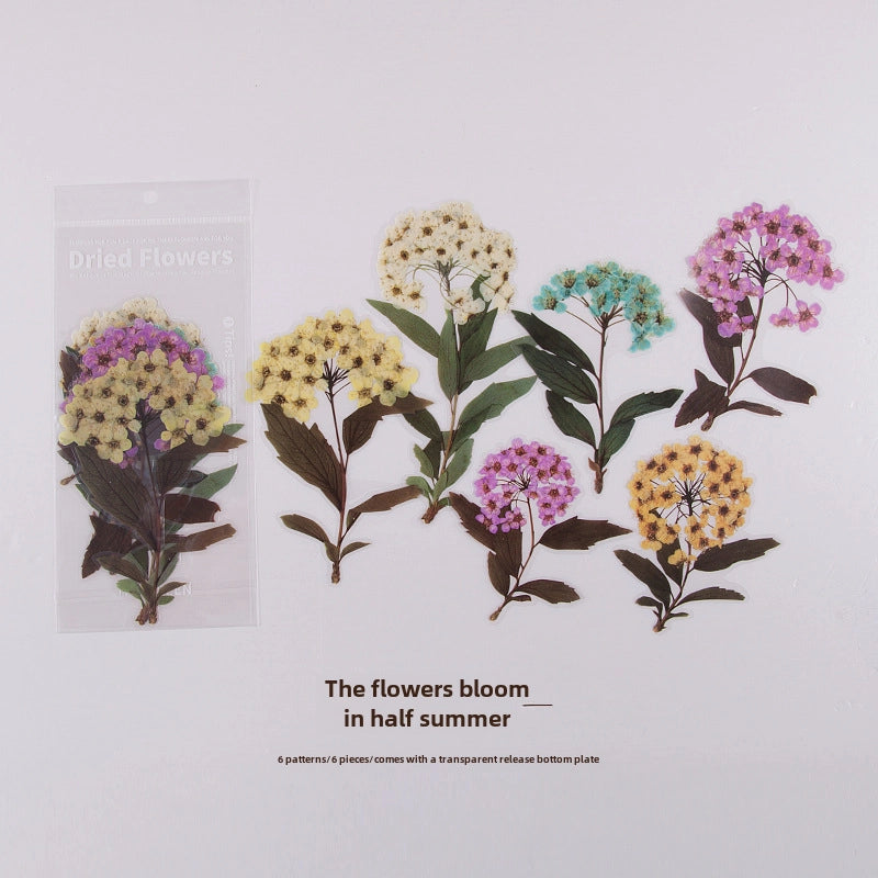 Women’s Mid-waist Pure Cotton Underpants Graphene Antibacterial Coating Ladies Briefs Comfortable Breathable Innerwear