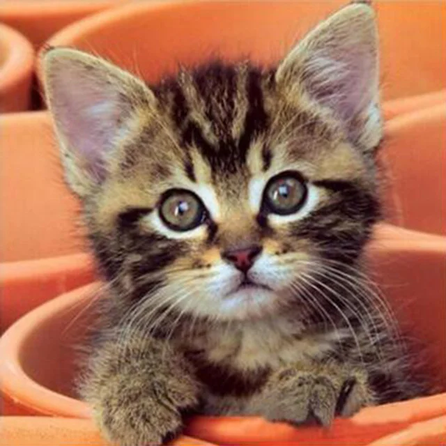 Diamond Painting - Full Round/Square Drill - Cat(30*30 - 50*50cm)