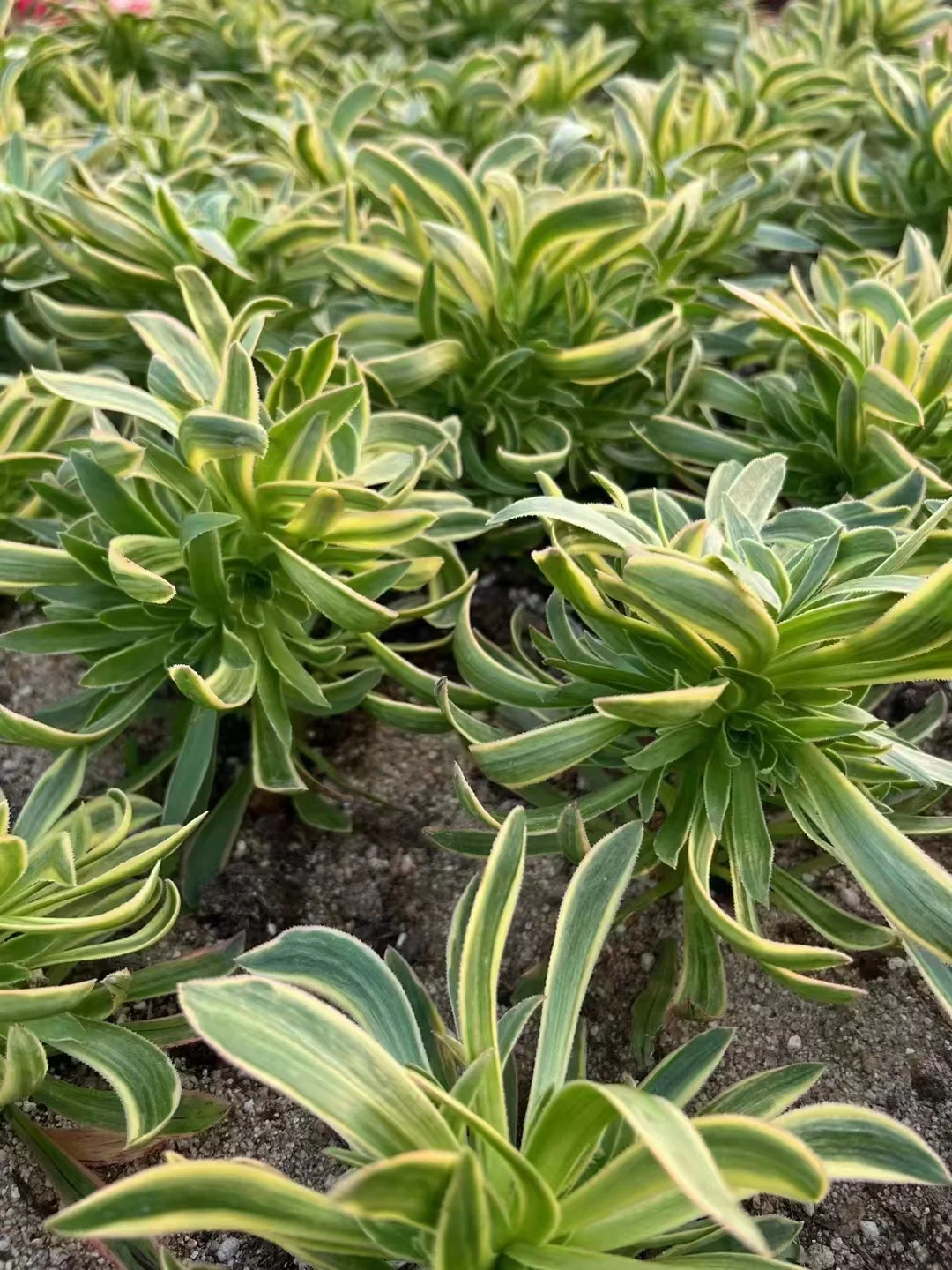 plant Aeonium Echeveria Haworthia  Caudex  Lithops Cactus  Agave 