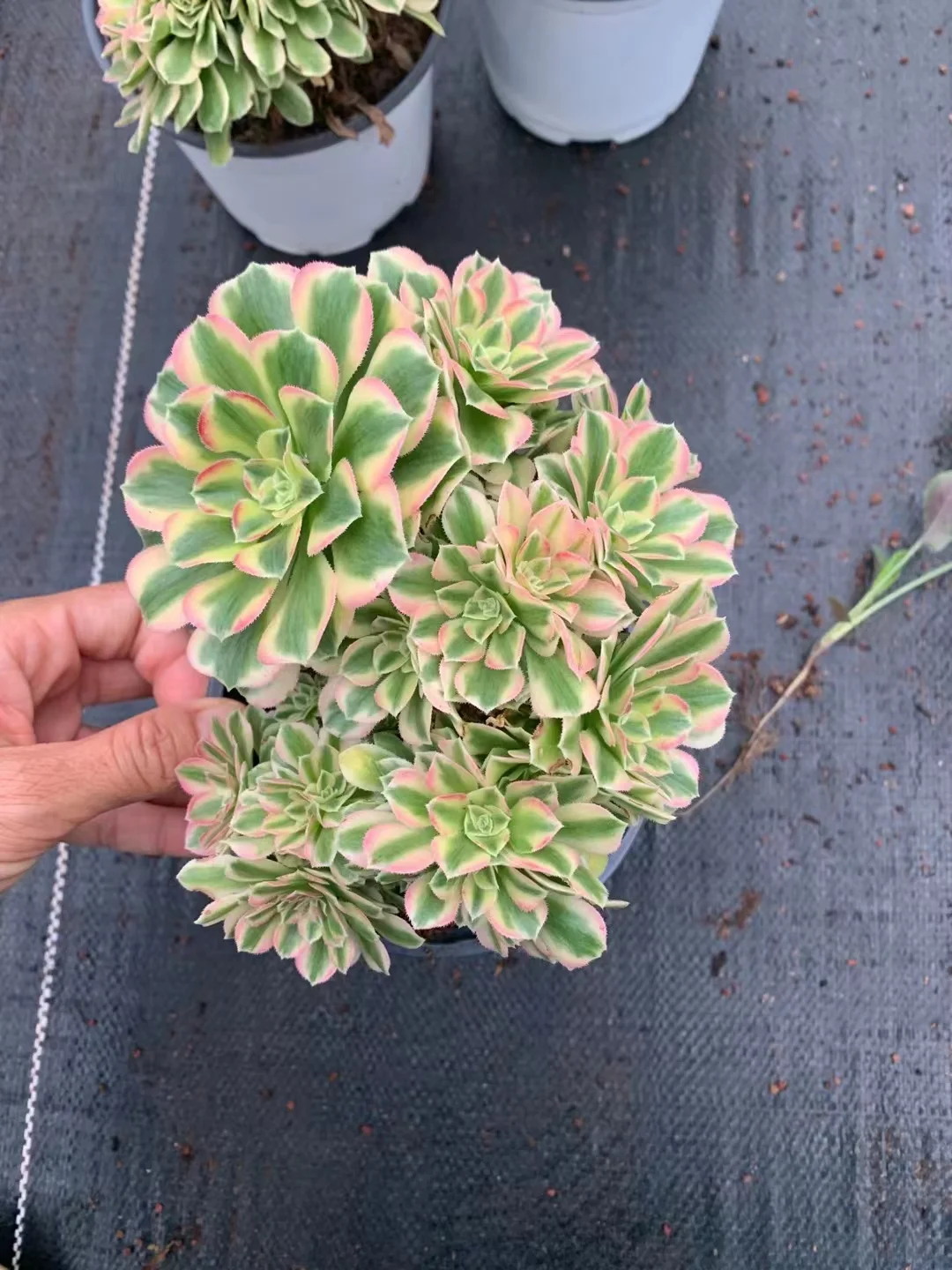 70.   Yan Ning cluster / Aeonium cluster/ Succulent plants / Garden landscape / Carefully select healthy plants