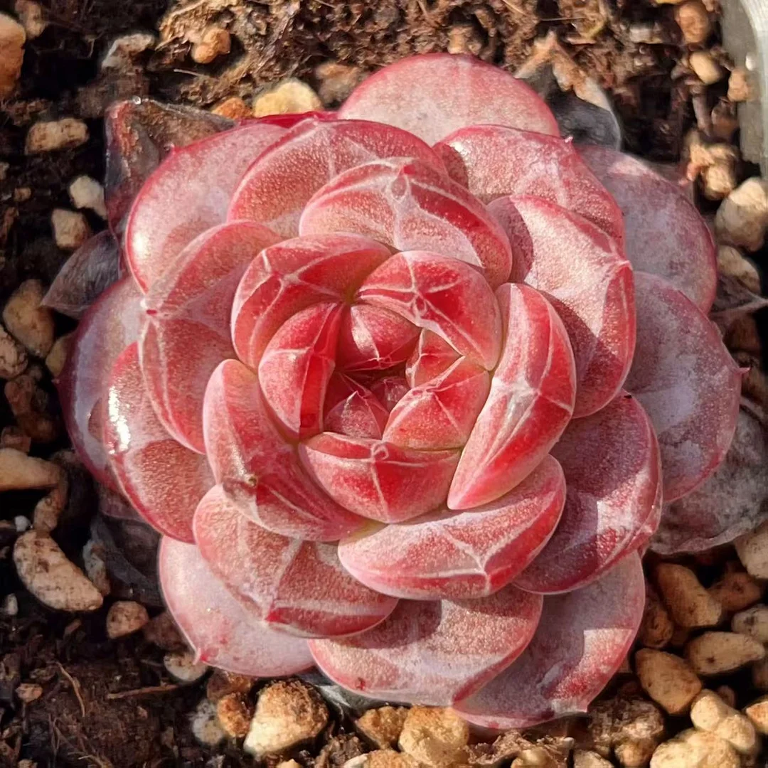 plant Aeonium Echeveria Haworthia  Caudex  Lithops Cactus  Agave 