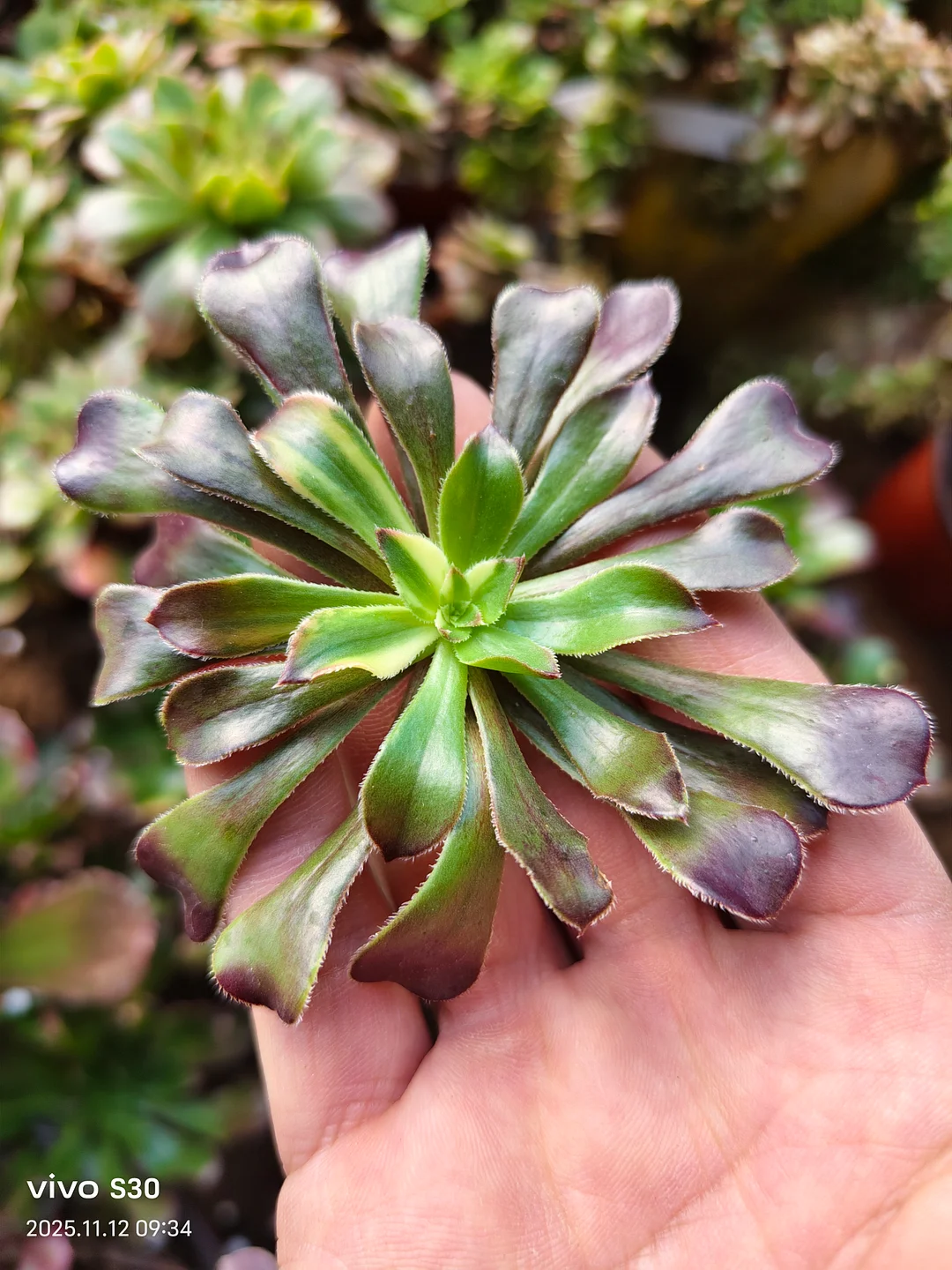 plant Aeonium Echeveria Haworthia  Caudex  Lithops Cactus  Agave 