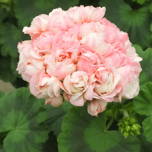 Apple Blossom Geranium Seeds