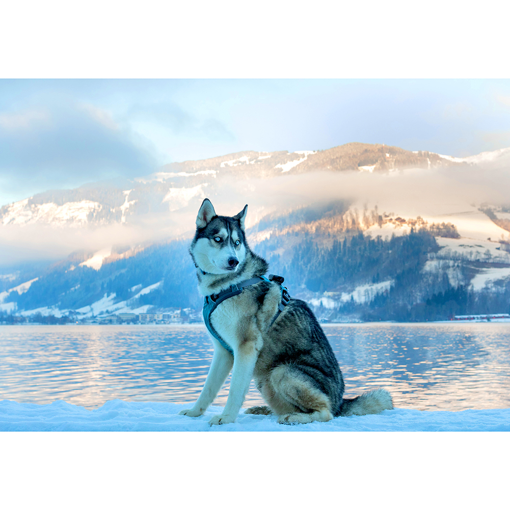 

Ice Husky - 1000 Pieces Jigsaw Puzzle, 501 Original