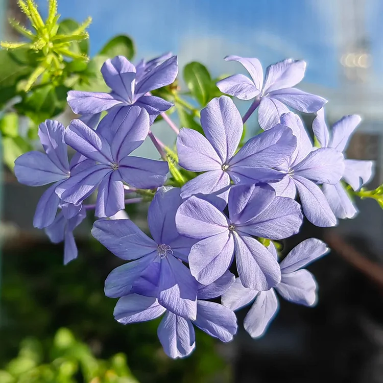 Blue Plumbago🌼Flower Seeds