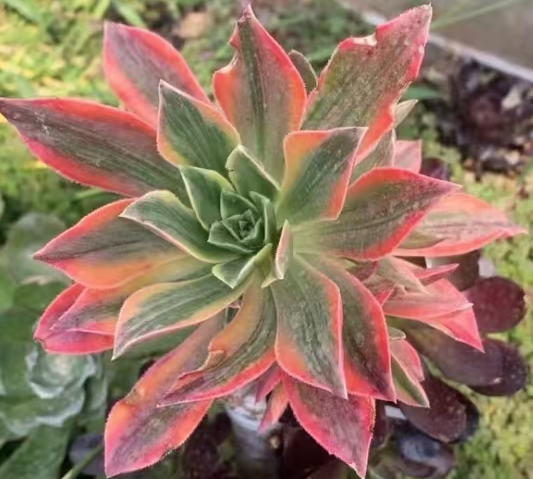 96. aeonium leucoblepharum variegata green cutting 4-6cm/ Aeoinum single head and cutting/Aeonium plants/ Succulent plants / Garden landscape / Carefully select healthy plants