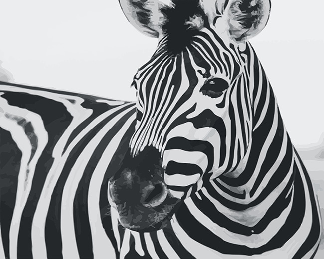 

Zebra Black And White – Paint By Numbers - 40*50CM, 501 Original