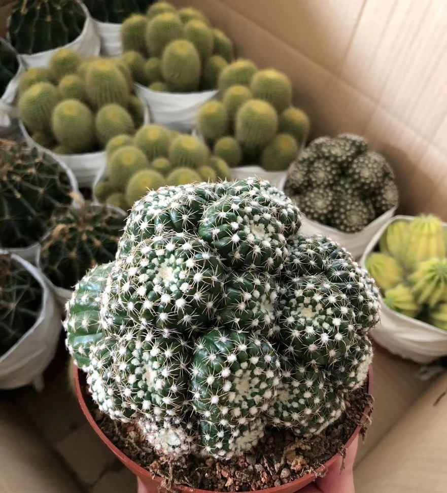 plant Aeonium Echeveria Haworthia  Caudex  Lithops Cactus  Agave 