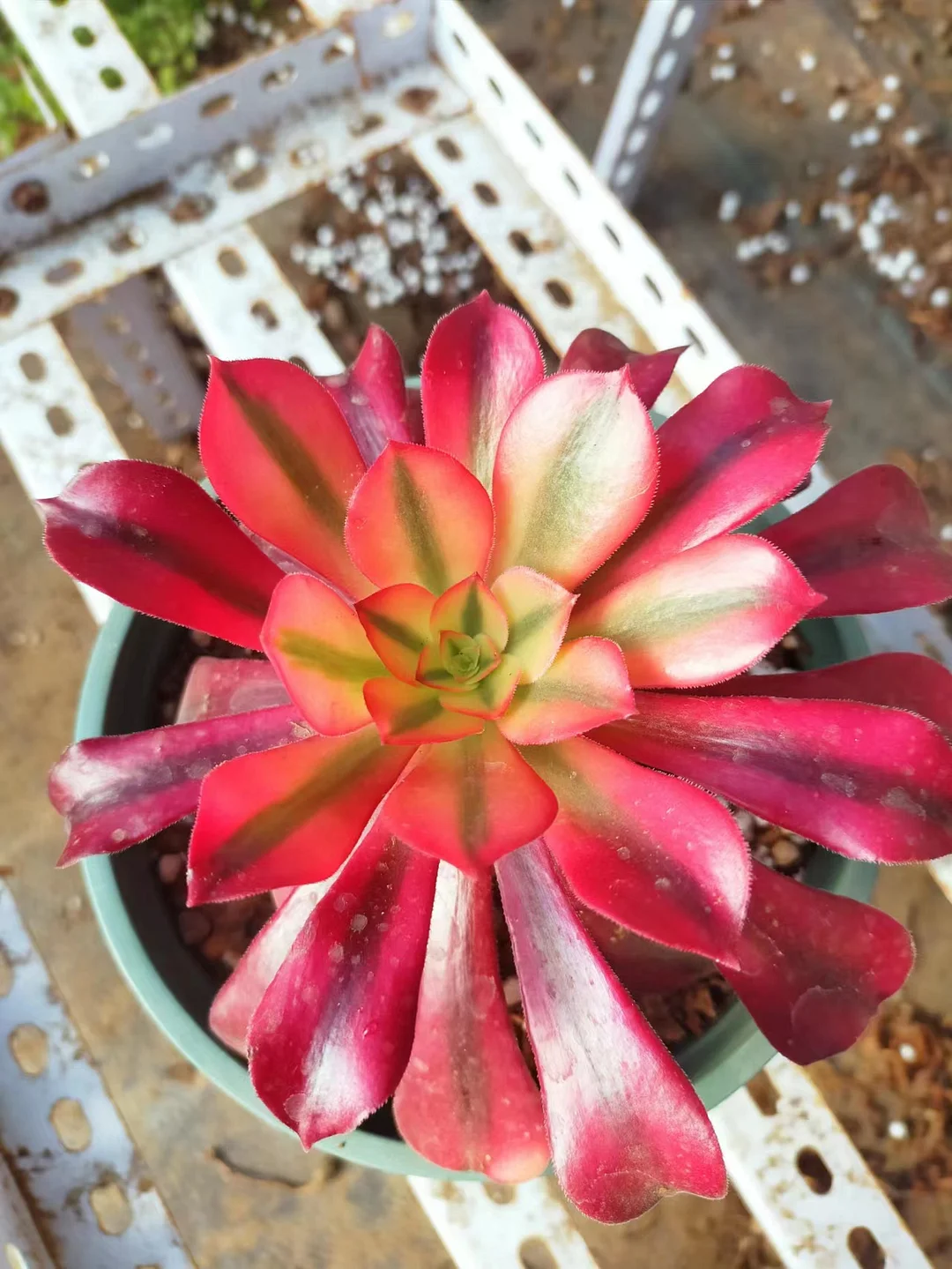 plant Aeonium Echeveria Haworthia  Caudex  Lithops Cactus  Agave 