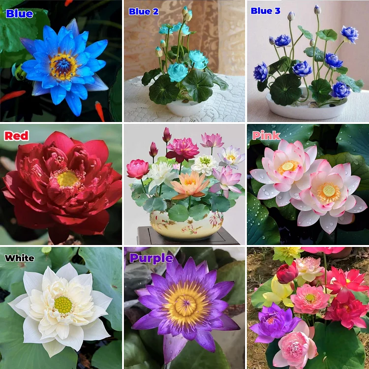 🔥【7 days germination】The Sacred Bonsai Lotus Flower