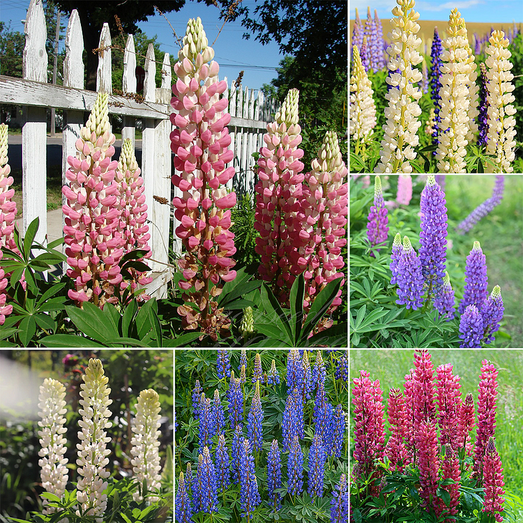 Lupine Blossoms - Seeds of Happiness & Hope 🌸✨