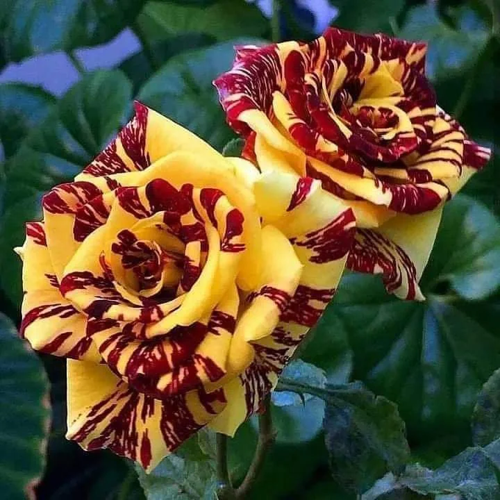 Tea Rose 'Dragon Tiger' Seeds