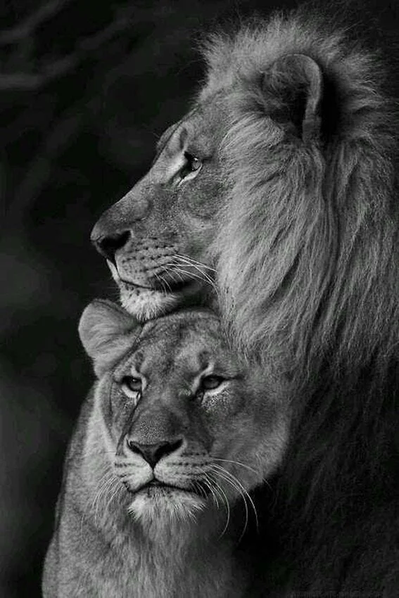 Minimalist Black and White Lion Animal Personality Mural Poster Home Interior Room Bedroom Wall Decoration Canvas Art (no Frame) 530