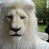 Limited edition handmade latex white lion head cover
