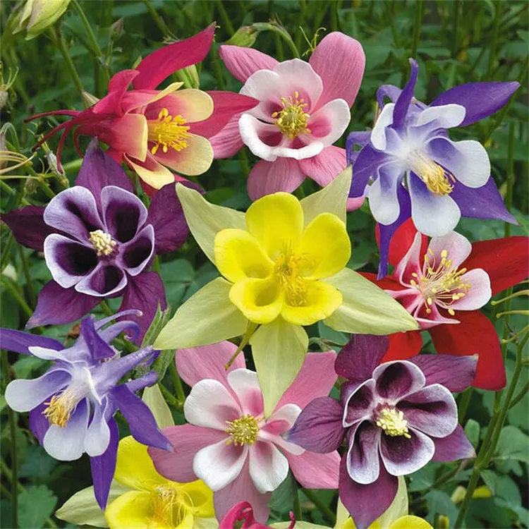 Cat's Paw Flowers Seeds