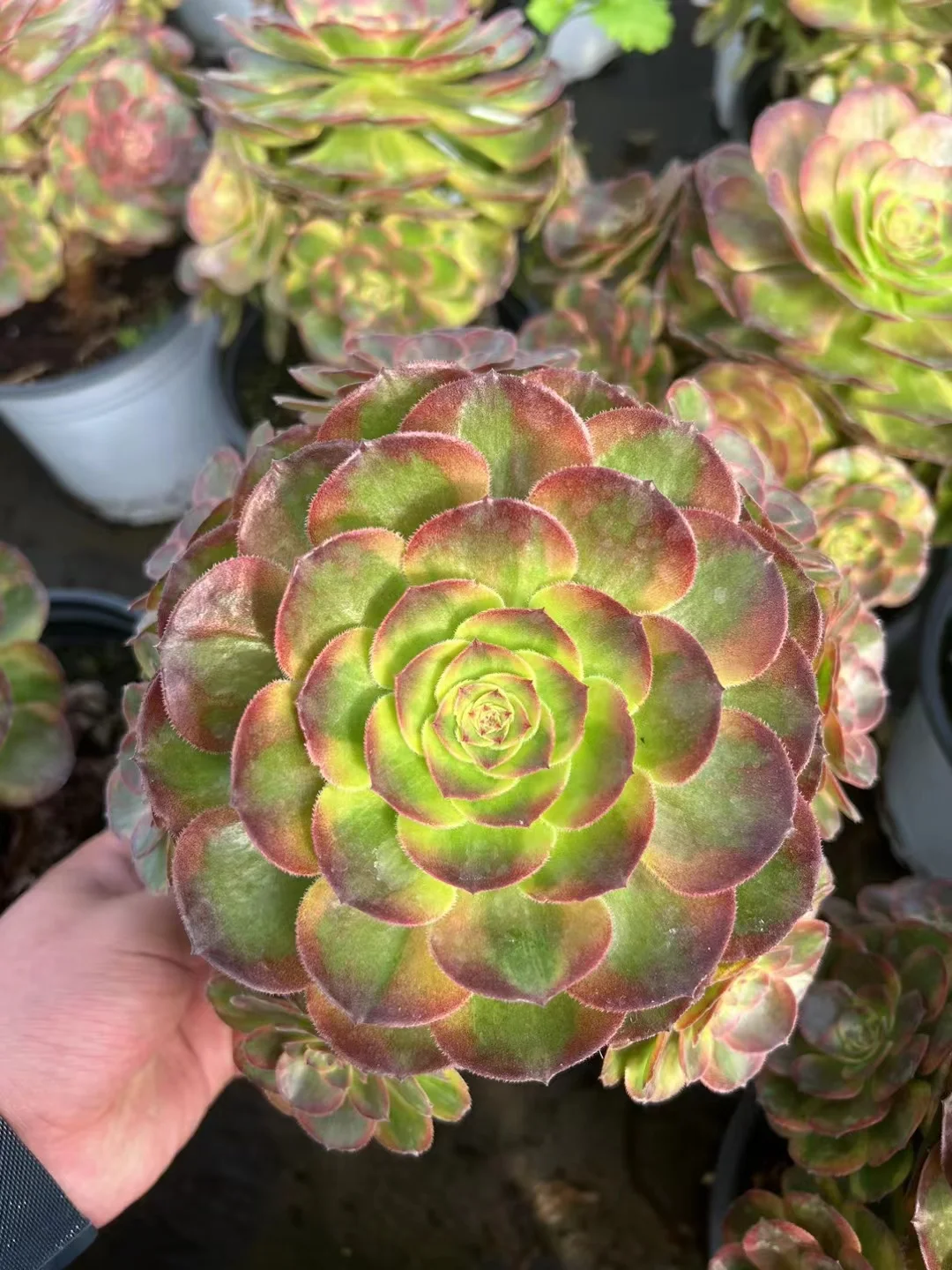 plant Aeonium Echeveria Haworthia  Caudex  Lithops Cactus  Agave 