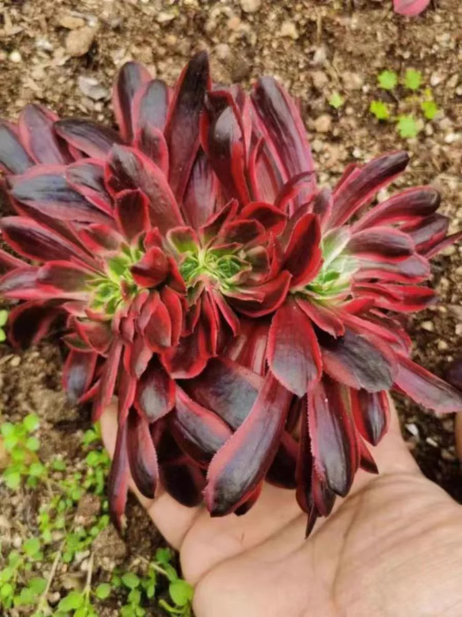 179.   Chi xia fei crested   / Aeonium crested/Aeonium plants   / Garden landscape / Carefully select healthy plants