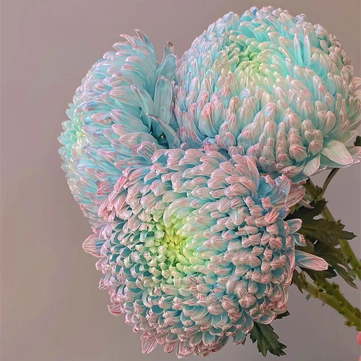 Blue Chrysanthemum Seeds, Rare Perennial Flower Plant