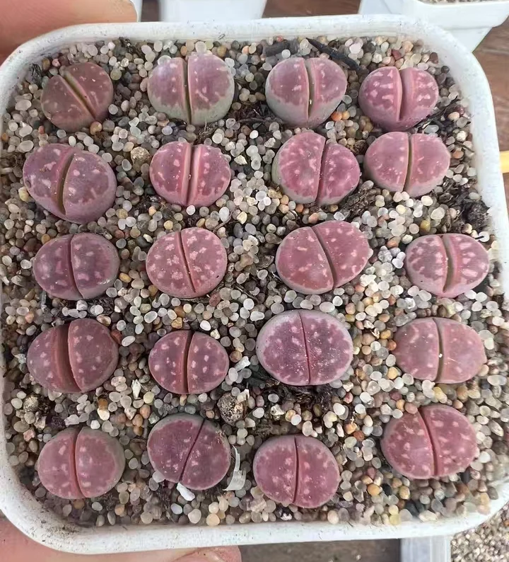 plant Aeonium Echeveria Haworthia  Caudex  Lithops Cactus  Agave 