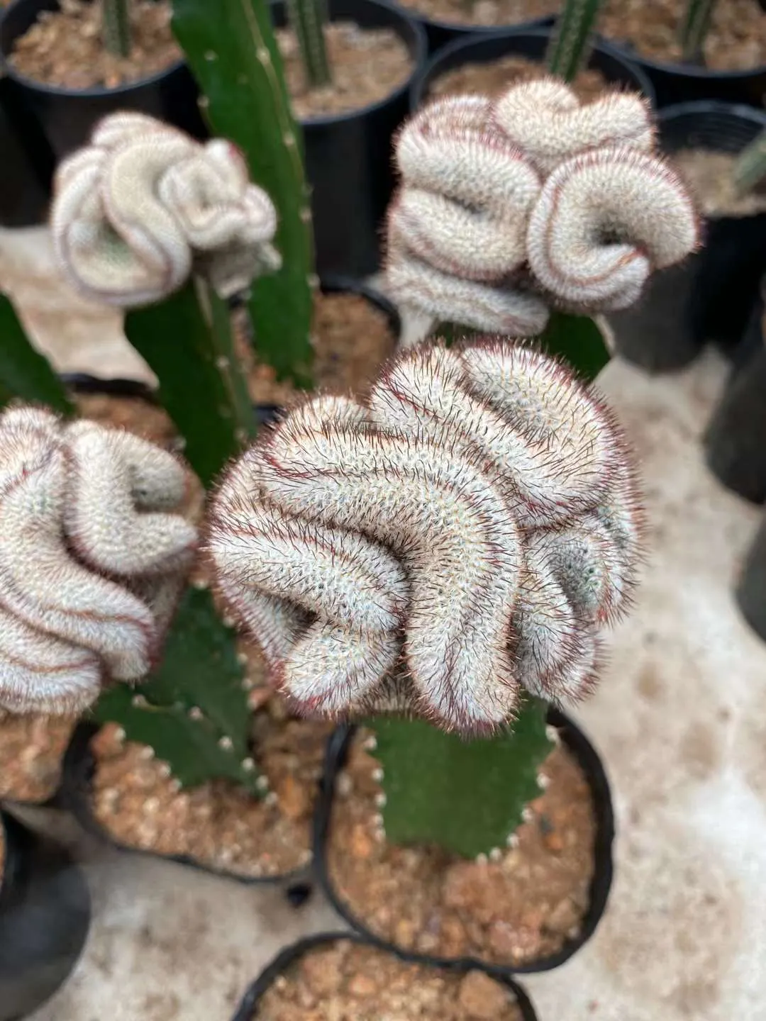 plant Aeonium Echeveria Haworthia  Caudex  Lithops Cactus  Agave 