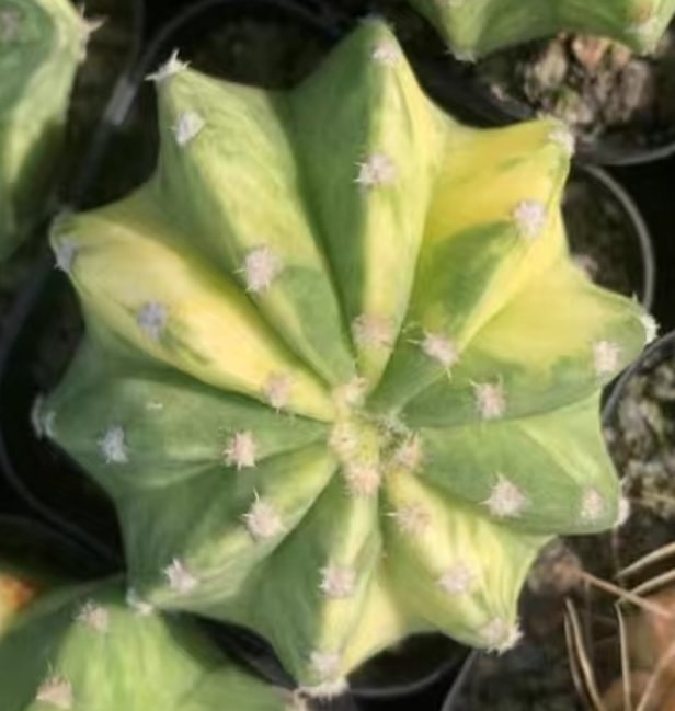 plant Aeonium Echeveria Haworthia  Caudex  Lithops Cactus  Agave 