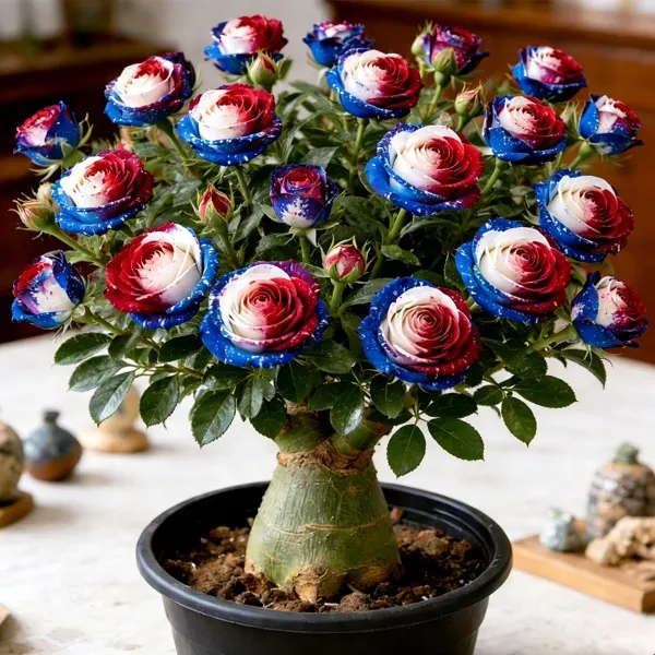 🎉Celebrate America's 250th 🌵🌺Premium Rare Desert Rose Bulbs