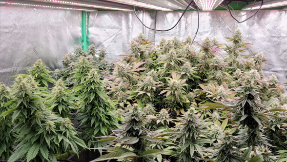 From Seed to Harvest: A Step-by-Step Guide to Using LED Grow Lights for Indoor Plant Growth