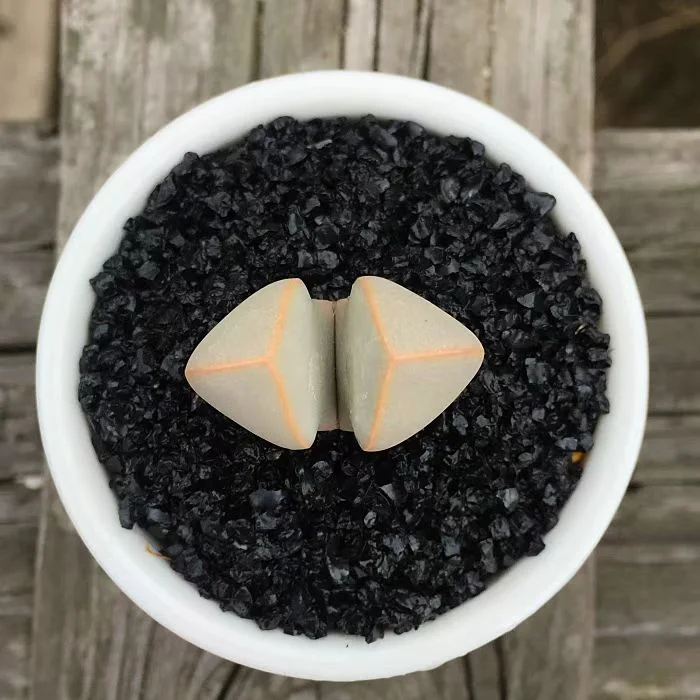 plant Aeonium Echeveria Haworthia  Caudex  Lithops Cactus  Agave 