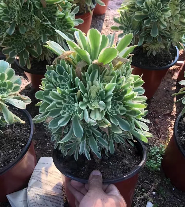 plant Aeonium Echeveria Haworthia  Caudex  Lithops Cactus  Agave 