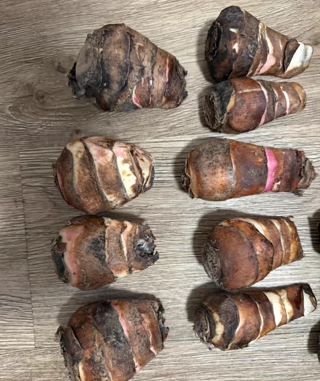 plant Aeonium Echeveria Haworthia  Caudex  Lithops Cactus  Agave 