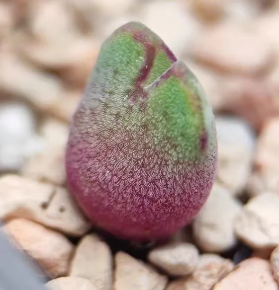 plant Aeonium Echeveria Haworthia  Caudex  Lithops Cactus  Agave 