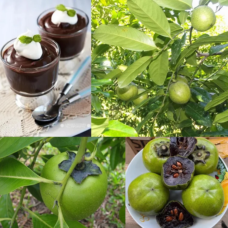 Chocolate Pudding Persimmon Seeds