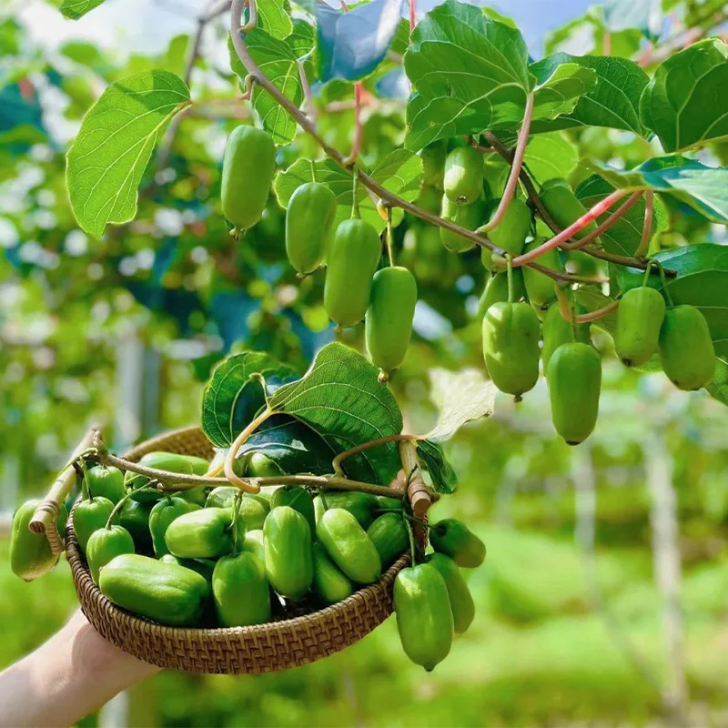 Rare Thumb Kiwi Seed