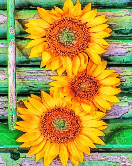 

Sunflowers Bloom – Paint By Numbers - 40*50CM, 501 Original