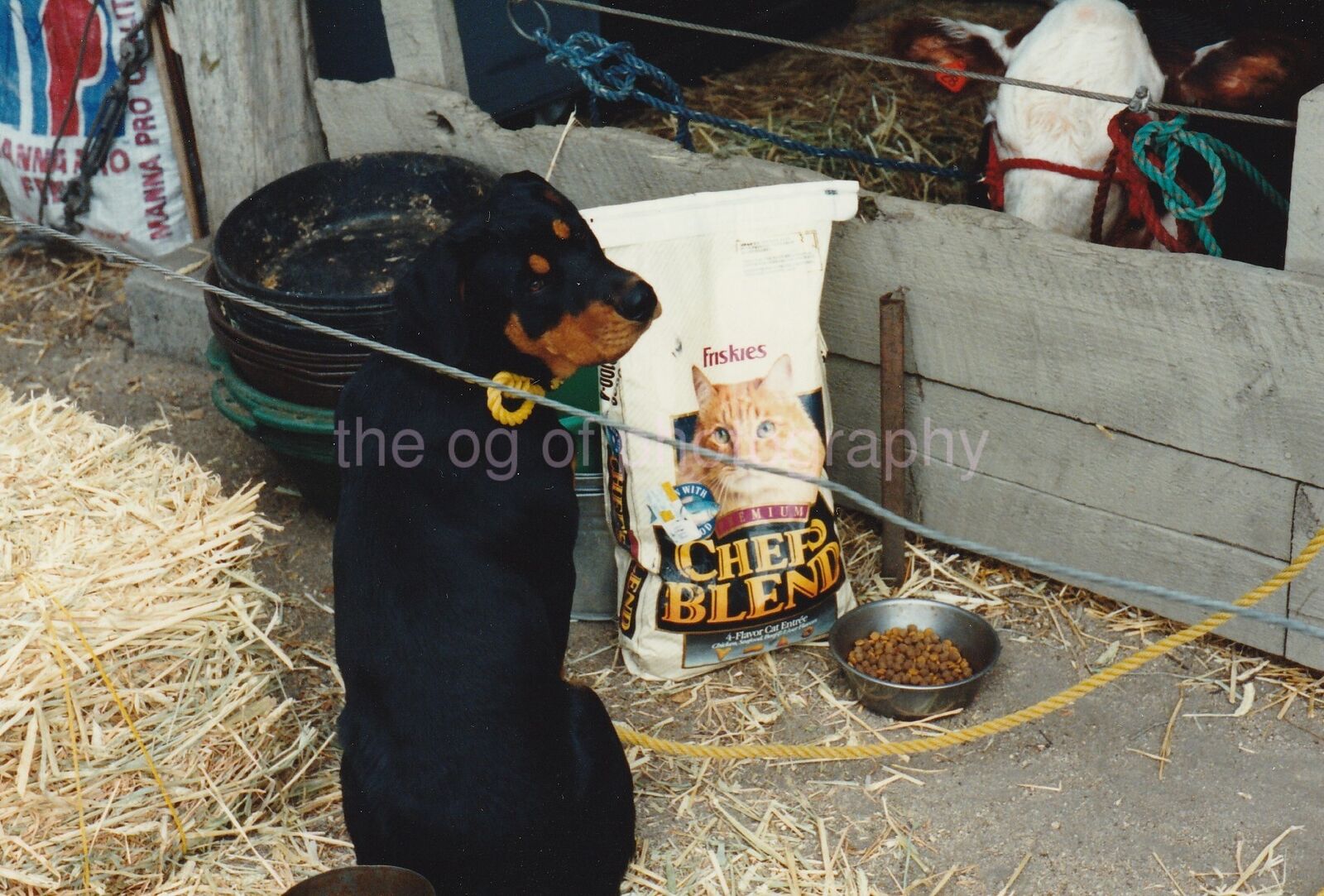 PORTRAIT OF DOG WITH CAT FOOD AND A COW FOUND Photo Poster paintingCOLOR M 85 11