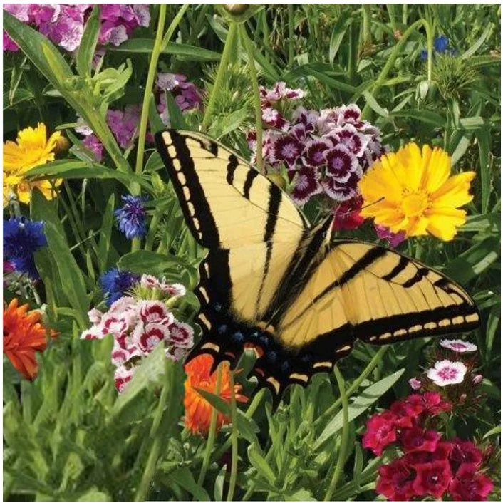 Pollinator Flower Seeds - Butterfly Feed Mix JONY PARK