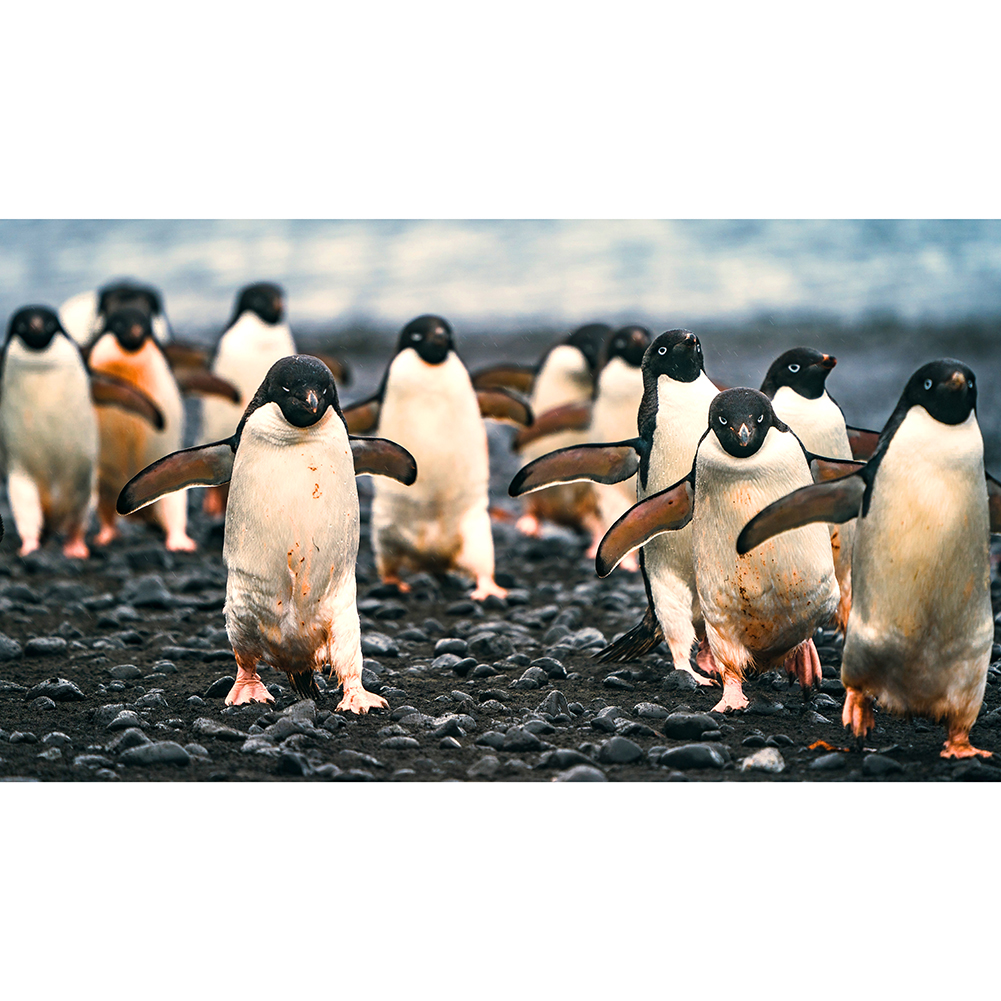 

Penguin Family - 1000 Pieces Jigsaw Puzzle, 501 Original