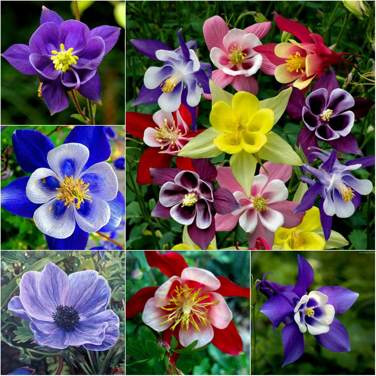 Columbine Mckana's Giant Mix Flower Seeds