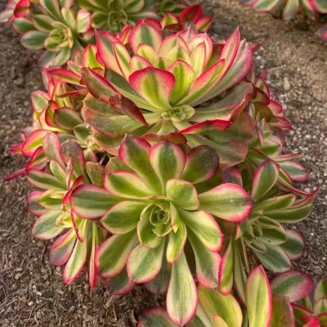 plant Aeonium Echeveria Haworthia  Caudex  Lithops Cactus  Agave 