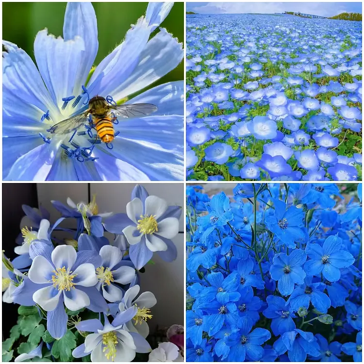 Bit Of Blue Wildflower Seed Mix - 50g Covers 20sqm, UK Native Flowers Includes Cornflower, Morning Glory
