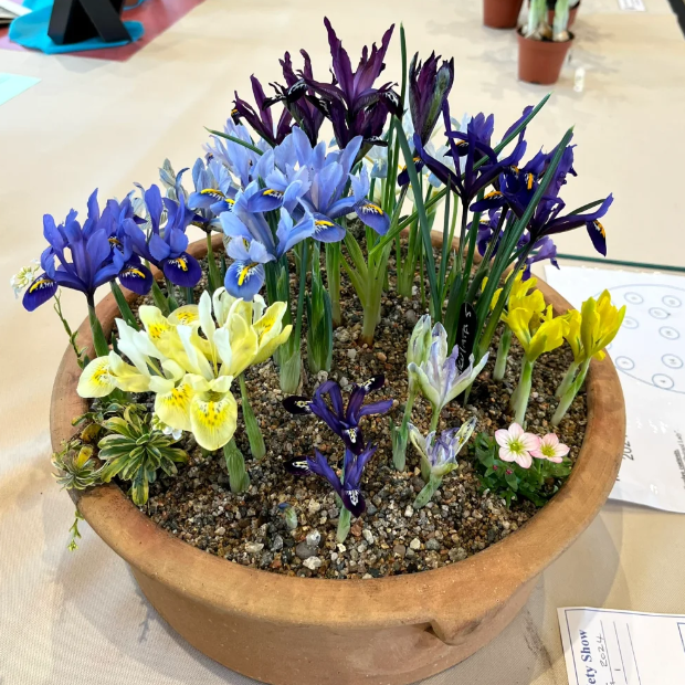 💐Iris Reticulata Bulbs—Delicate and Lovely