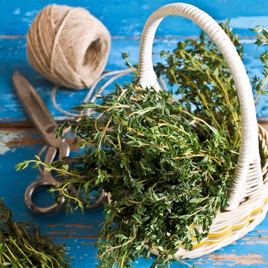 Thyme Seeds (Organic) Jonyparkseed®
