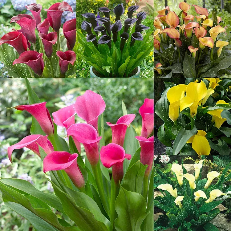 Calla Lily Bulbs – The Magical Bloom That Never Fails