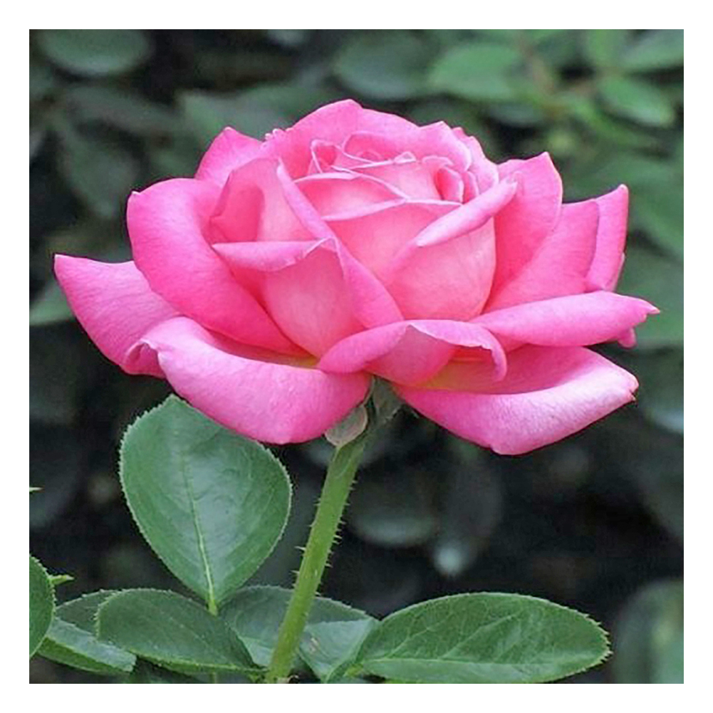 

30*30CM - Round Drill Diamond Painting - Pink Rose, 501 Original