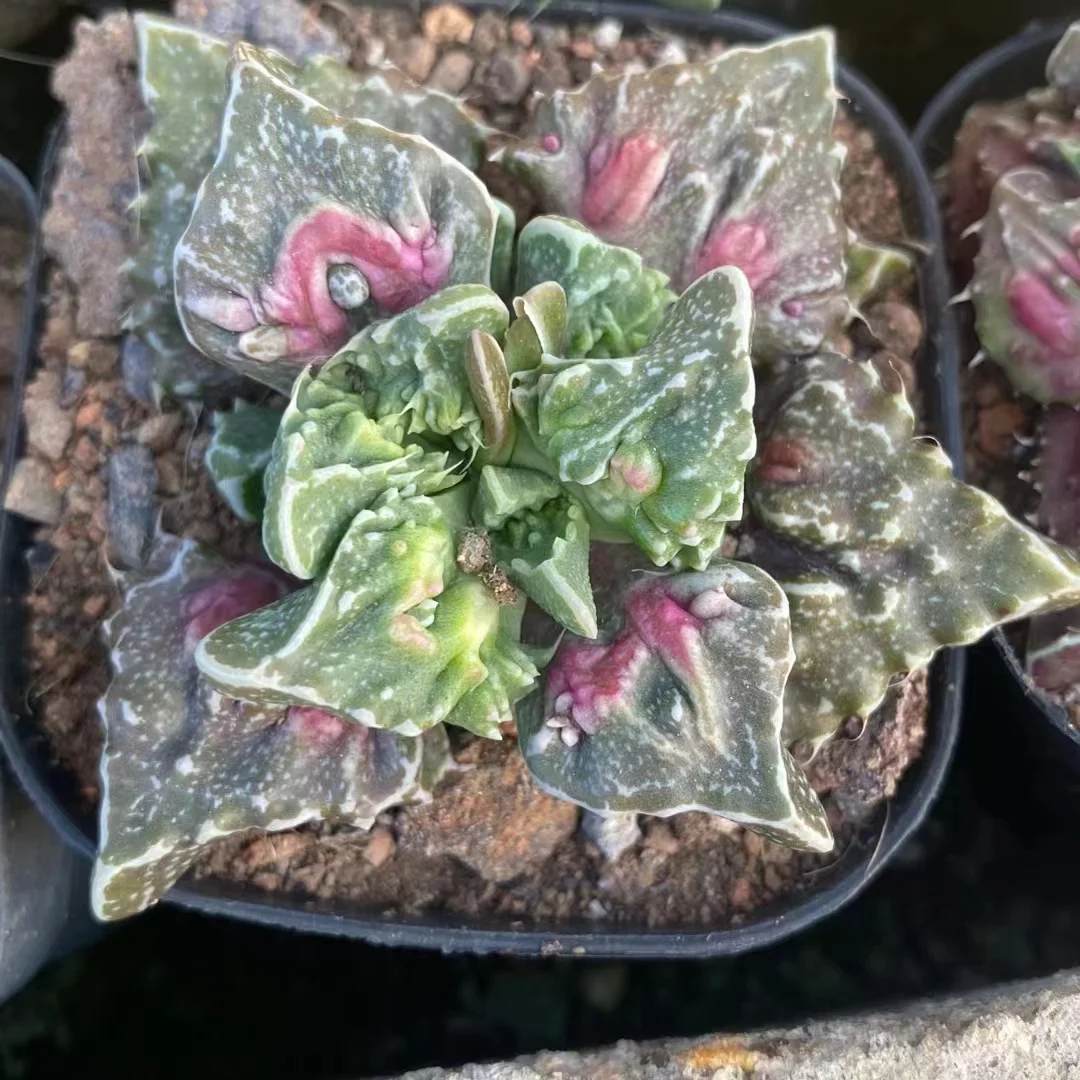 plant Aeonium Echeveria Haworthia  Caudex  Lithops Cactus  Agave 