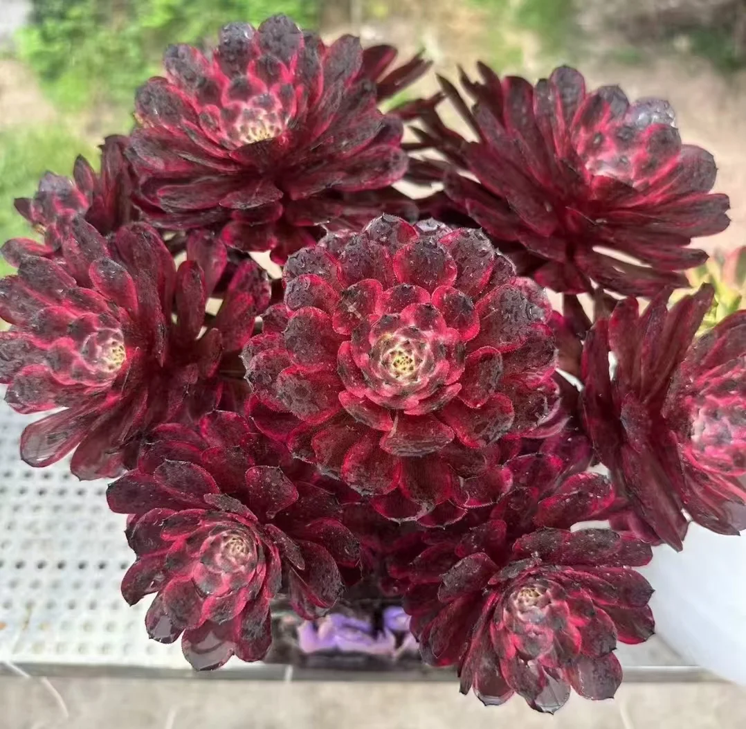 596. Black ink painting cluster 25-30cm /Aeonium cluster/Aeonium plants /Succulent plants /  Garden landscape / Carefully select healthy plants