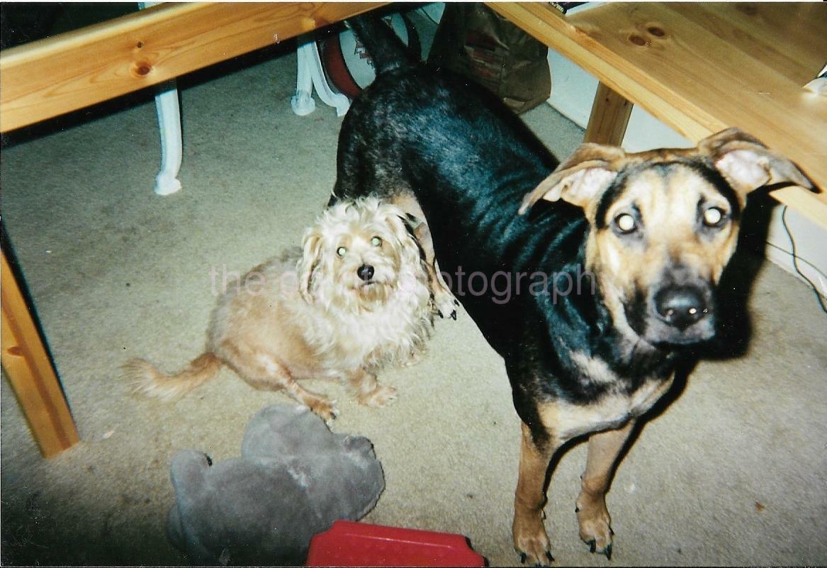 PALS Family Dogs FOUND Photo Poster painting ColorOriginal Snapshot VINTAGE 11 13